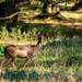  Doe a Deer by rjb71