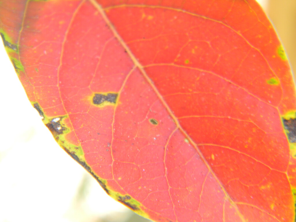 Red Leaf Closeup by sfeldphotos