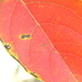 Red Leaf Closeup by sfeldphotos