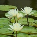 White Lotus by mariaostrowski