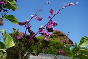 29th Sep 2021 - Purple petals and Purple Pods