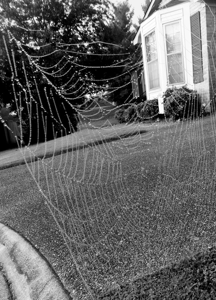 Wild Web Wednesday by linnypinny