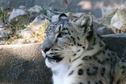 22nd Sep 2021 - Snow Leopard