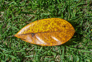 26th Sep 2021 - Magnolia leaf in Fall...