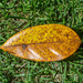 Magnolia leaf in Fall... by thewatersphotos