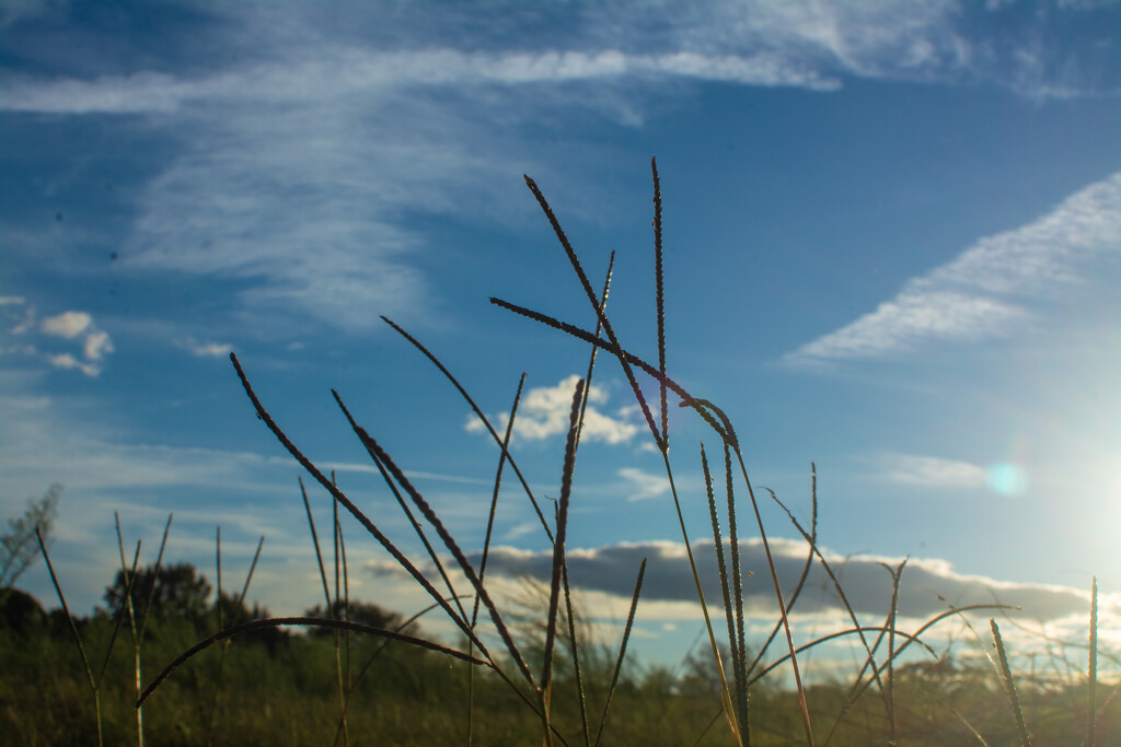 Grass against the sky... by thewatersphotos