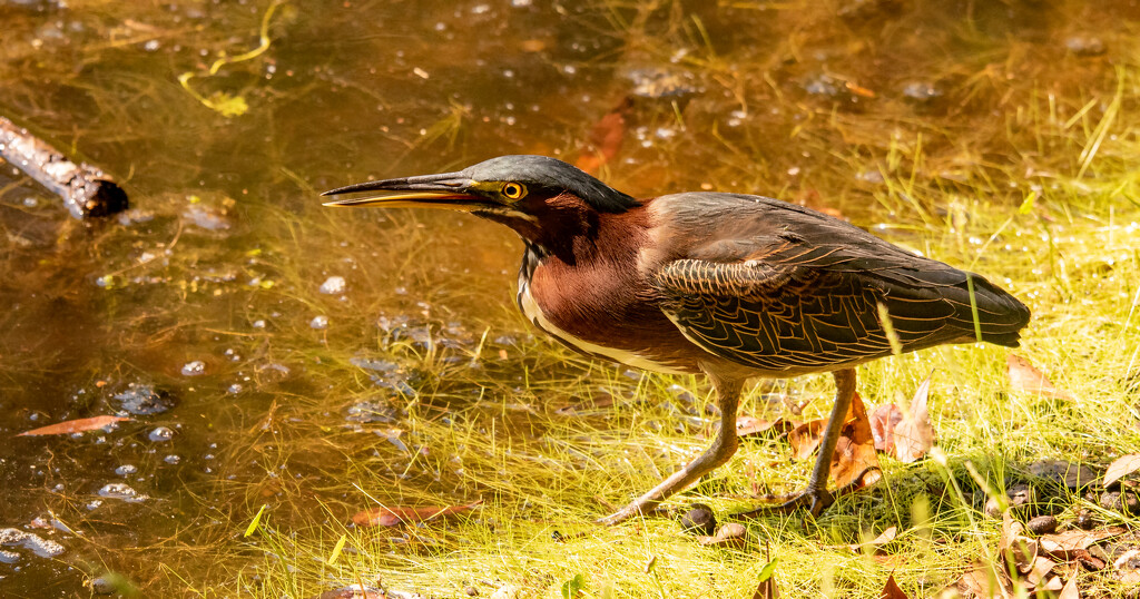 Green Heron Chasing Dragonfly's! by rickster549
