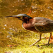 Green Heron Chasing Dragonfly's! by rickster549