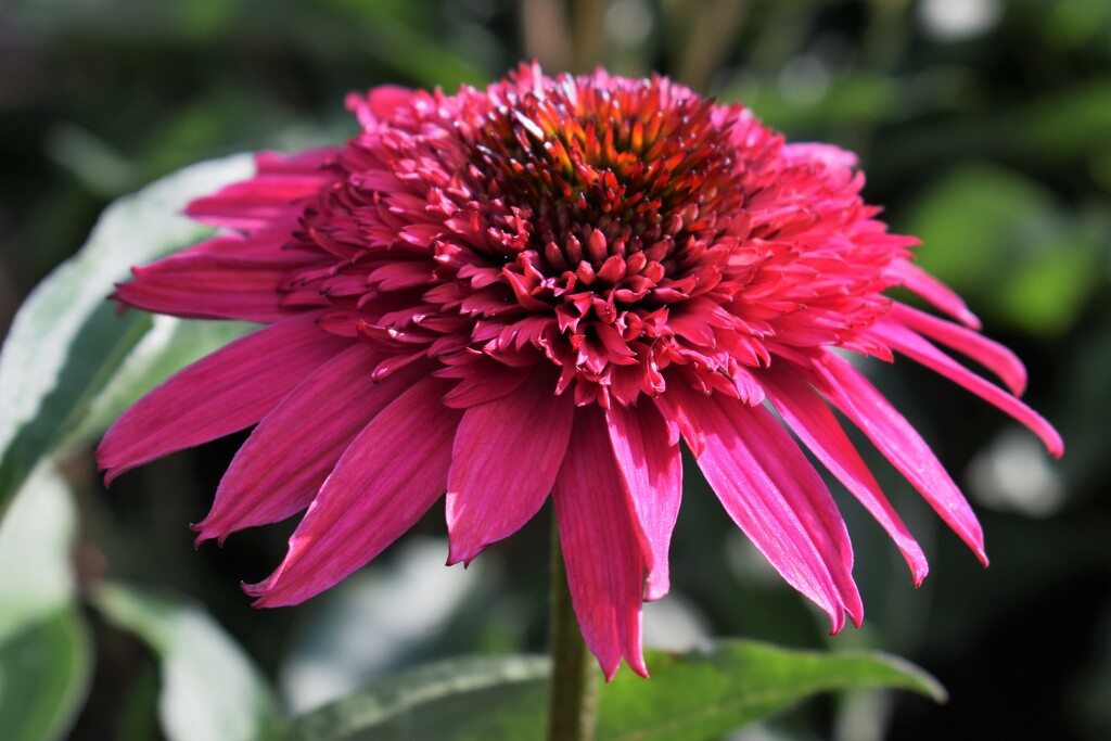 Echinacea Giddy Pink by sandlily