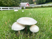 28th Sep 2021 - ~Mushrooms~
