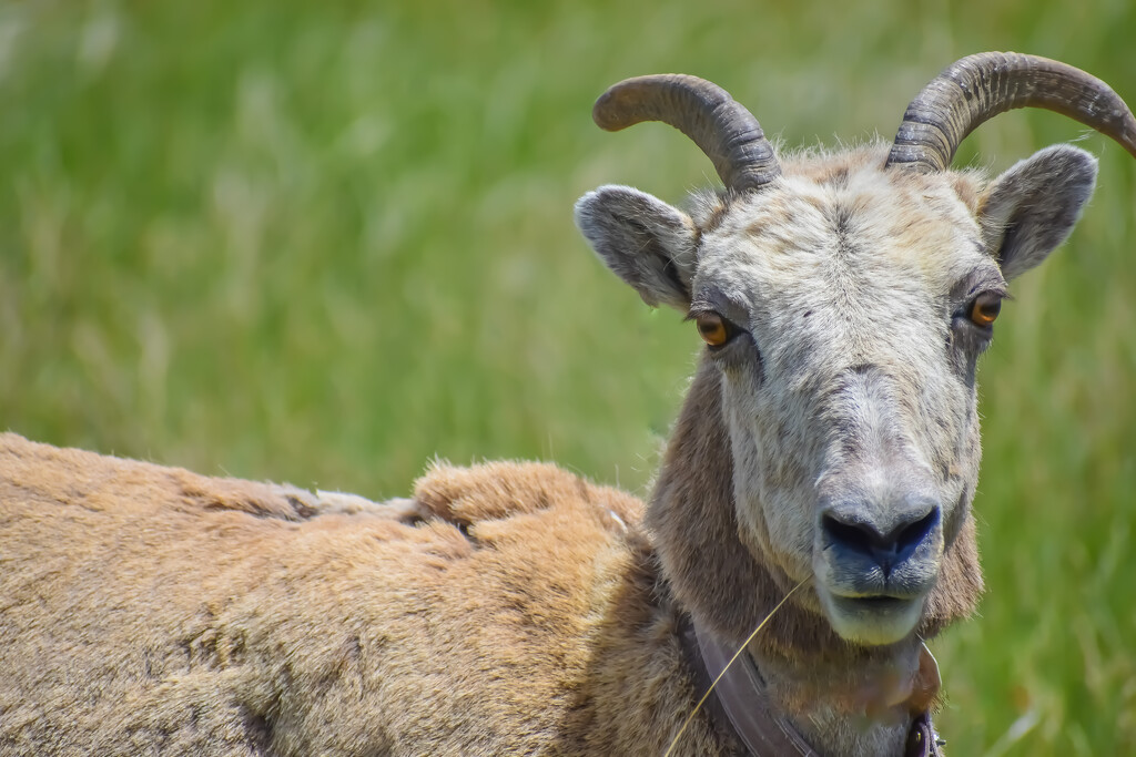 Bighorn sheep  by midge