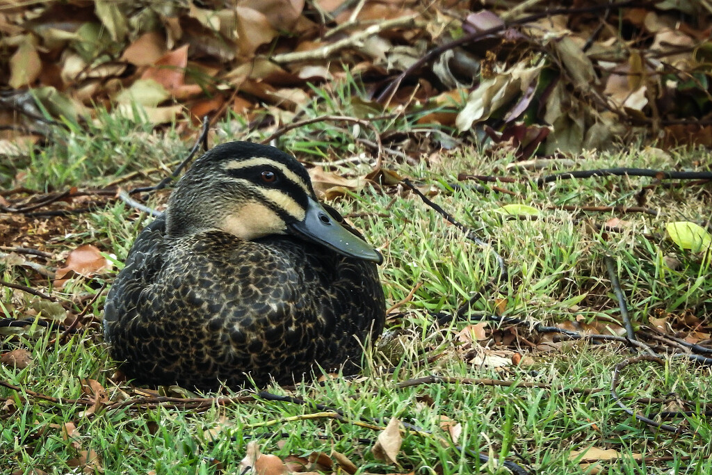 Backyard duck by jeneurell