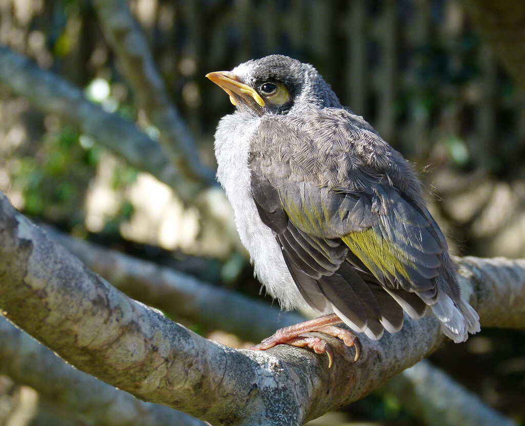 Baby Noisy Miner by onewing