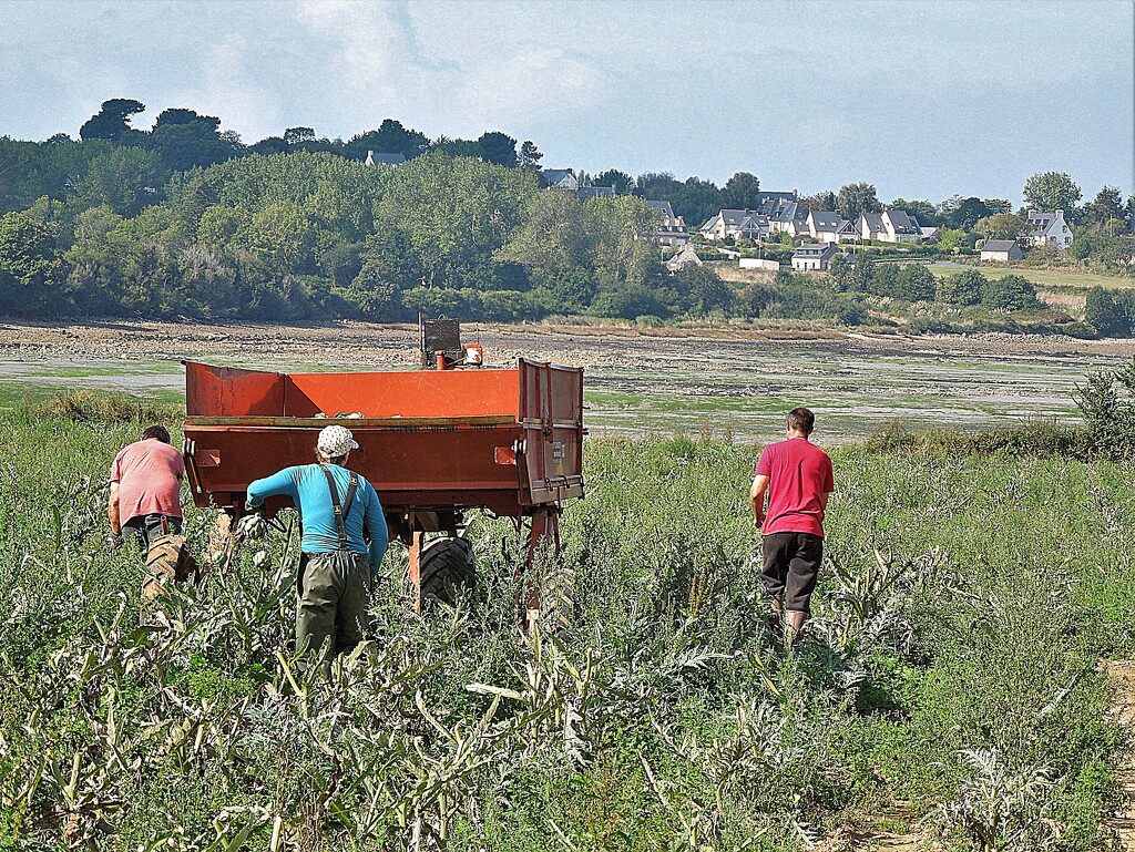 How artichokes are harvested by etienne