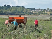 26th Sep 2021 - How artichokes are harvested