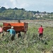 How artichokes are harvested by etienne