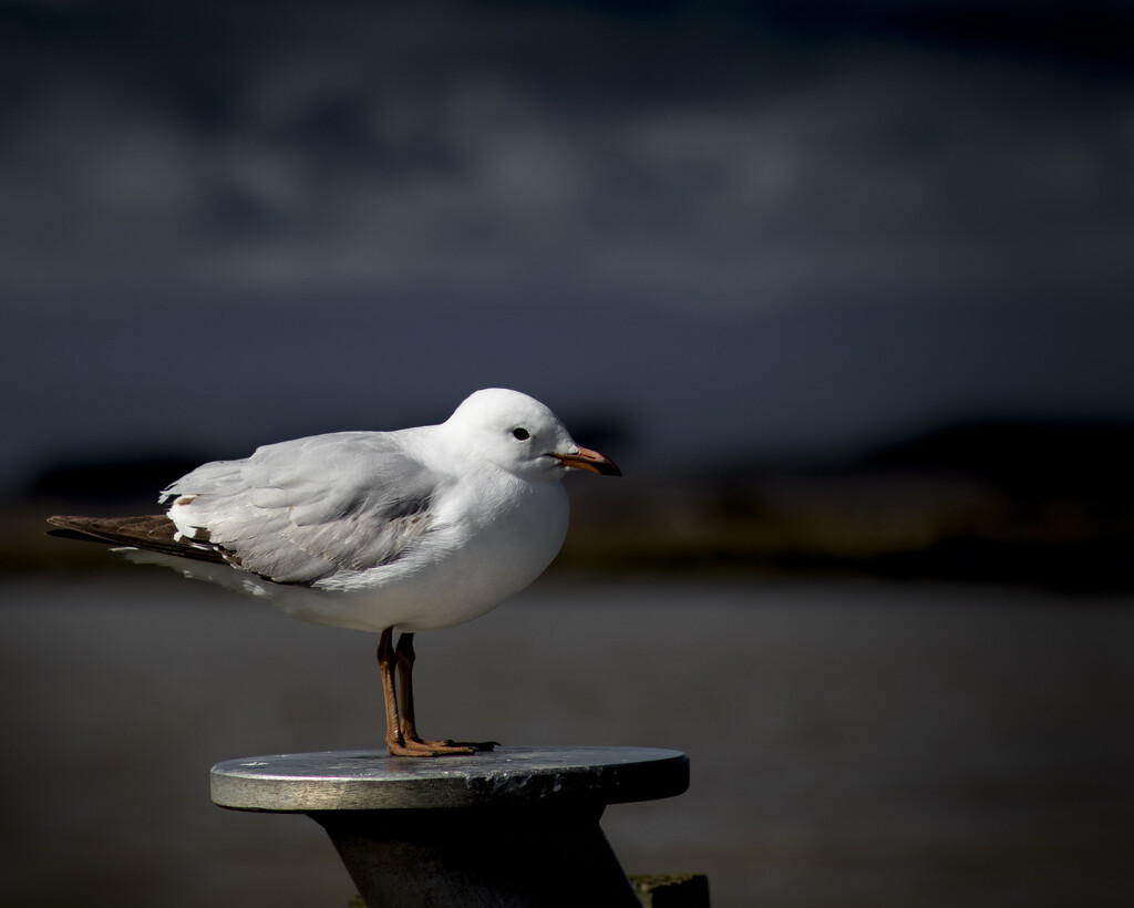One more seagull by suez1e