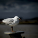 One more seagull by suez1e