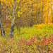 Polebridge  Fall Foliage by 365karly1