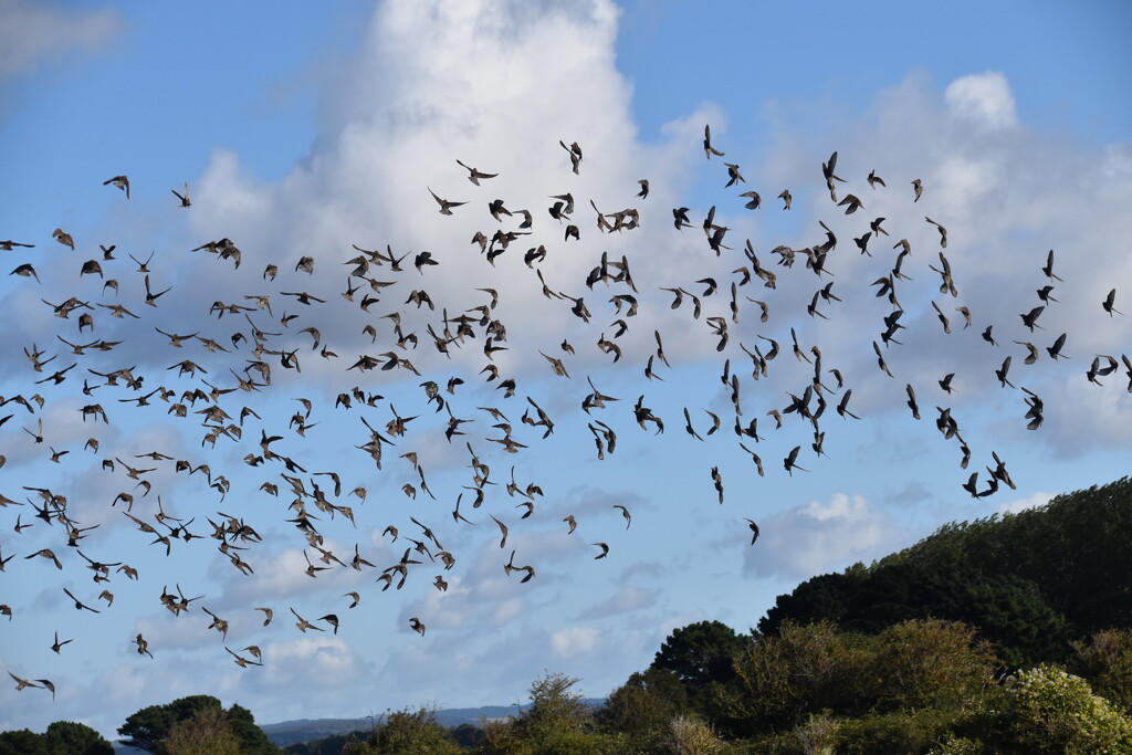 Murmuration of Starlings by wakelys