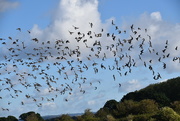 29th Sep 2021 - Murmuration of Starlings