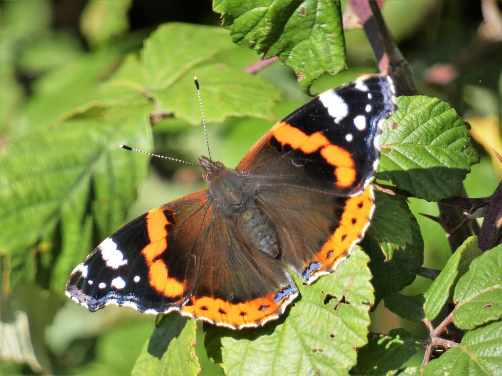 Red Admiral by julienne1