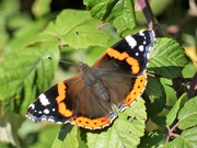 28th Sep 2021 - Red Admiral