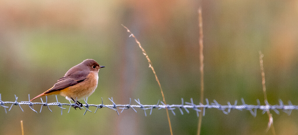 Redstart by lifeat60degrees