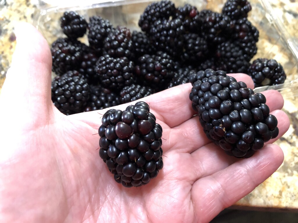 Giant blackberries by homeschoolmom