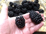26th Sep 2021 - Giant blackberries