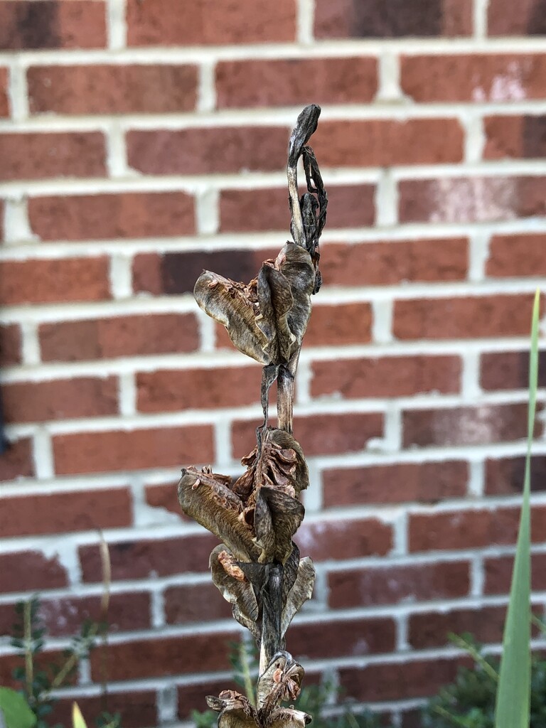 Dried summer flowers by homeschoolmom