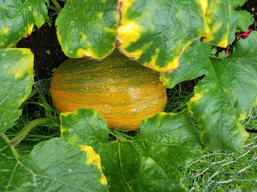Pumpkin Update by kimmer50