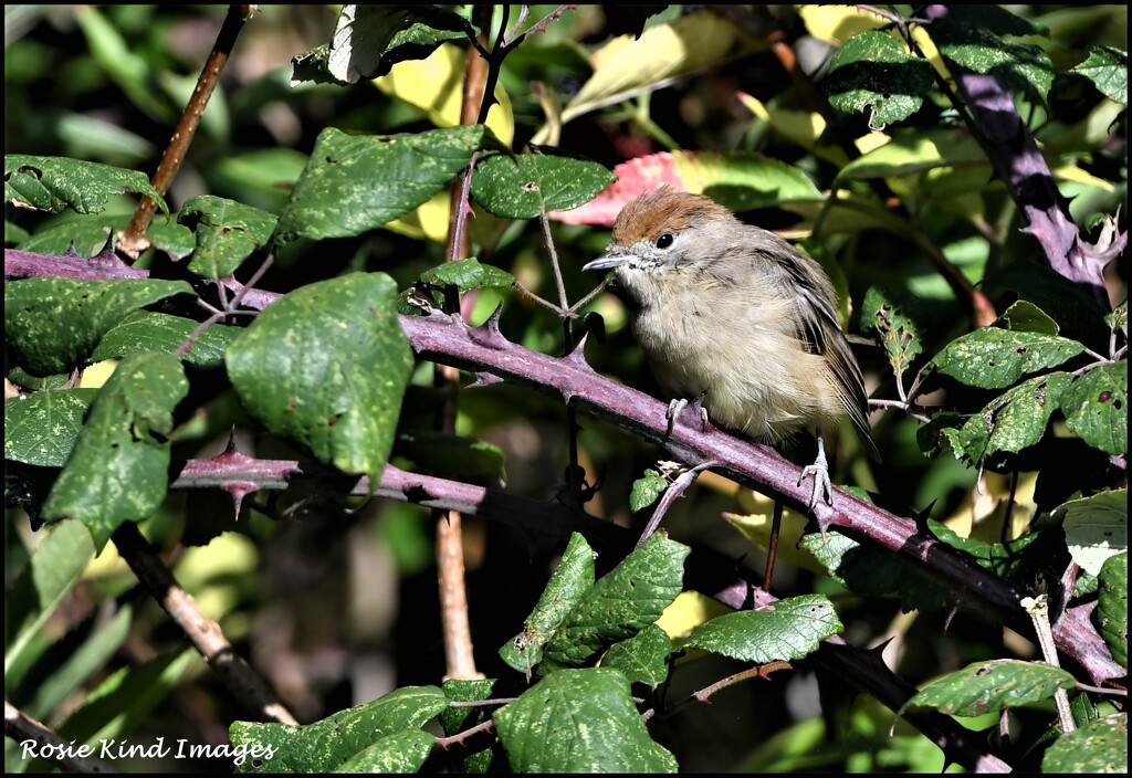 Young female blackcap by rosiekind