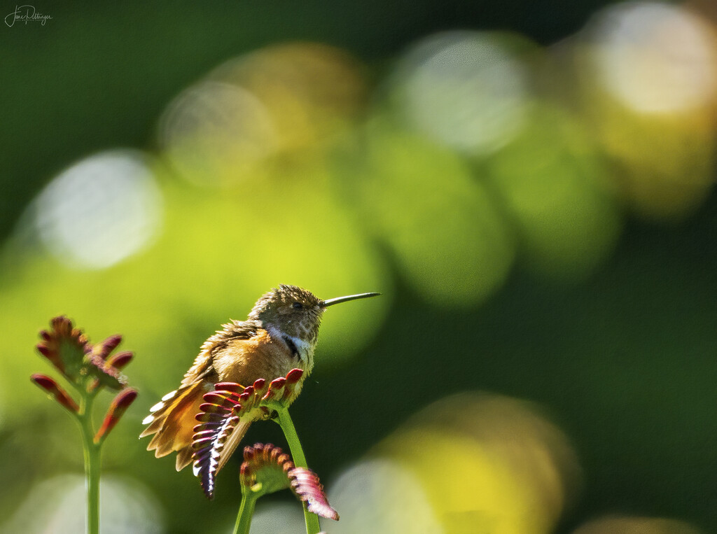 Hummer and  Bokeh  by jgpittenger