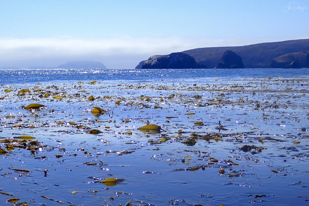 View from a Kelp Bed  by jgpittenger