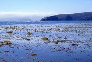 11th Aug 2021 - View from a Kelp Bed 