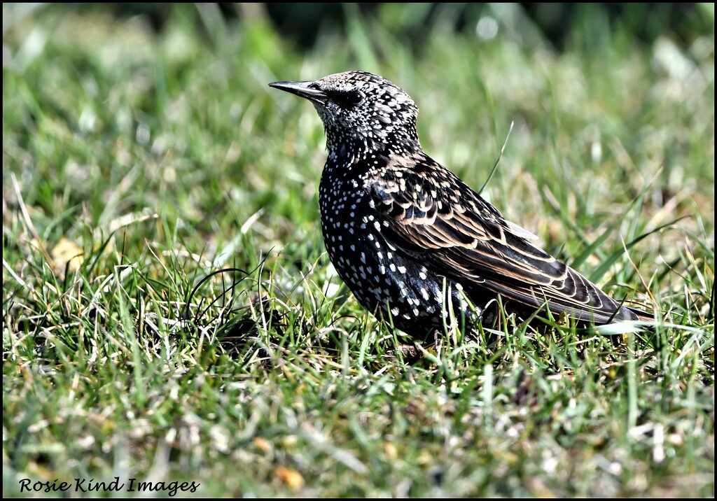 Starling with all his speckles by rosiekind