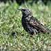 Starling with all his speckles by rosiekind