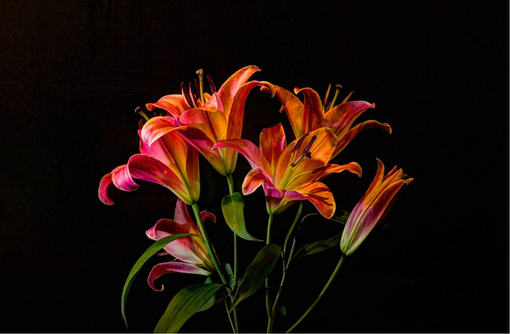Blossoming from darkness by creative_shots