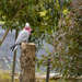 iconic galah by thedarkroom