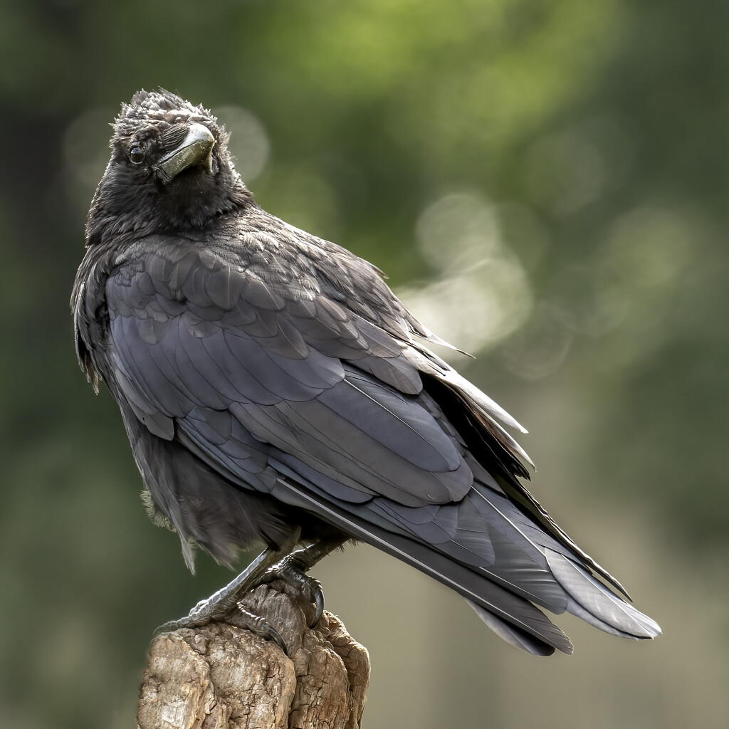 Crow by shepherdmanswife