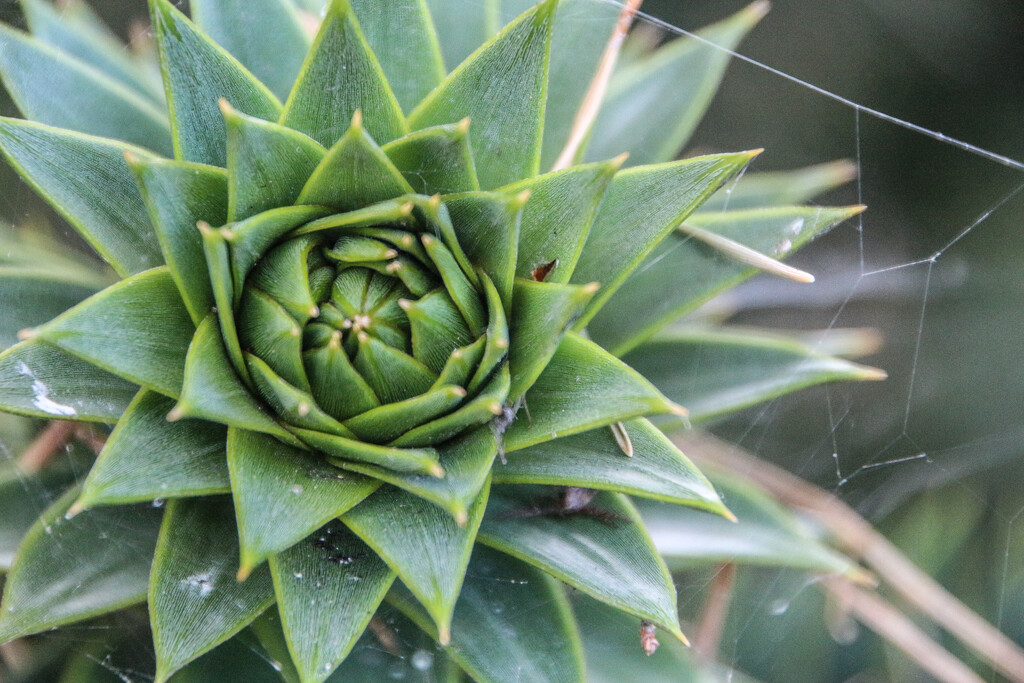 Monkey Puzzle Tree by nodrognai