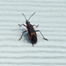 Boxelder insects by larrysphotos