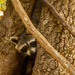 Rocky Raccoon Keeping an Eye on Things! by rickster549