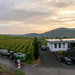 Moselle vineyards at sunset by djepie