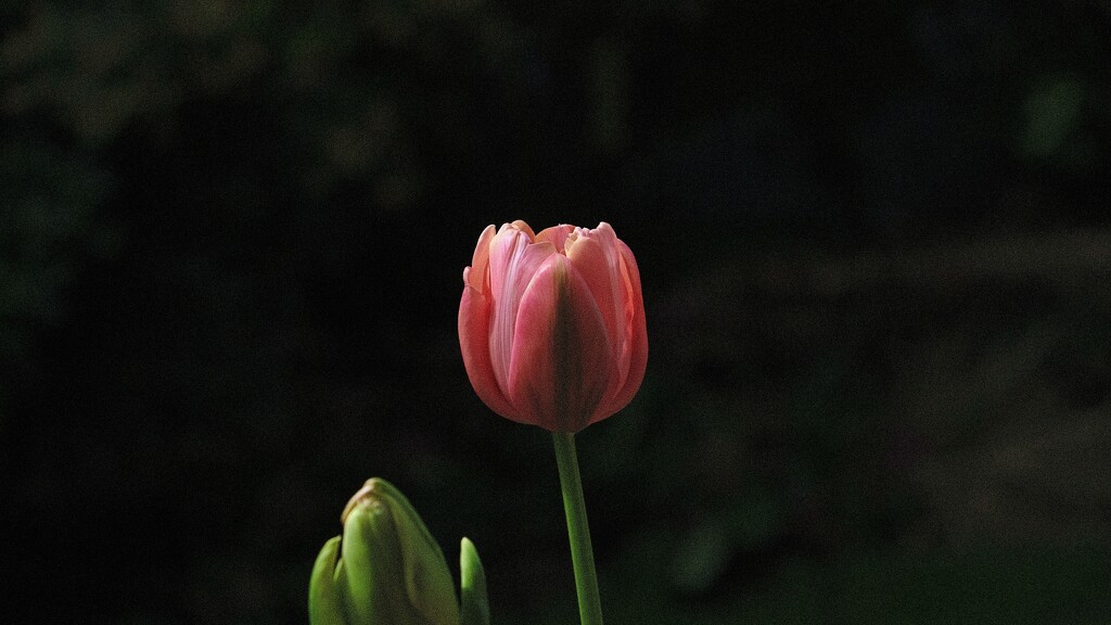 New Tulip by maggiemae
