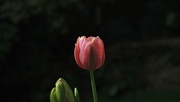 30th Sep 2021 - New Tulip