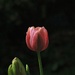 New Tulip by maggiemae