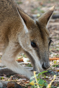 16th Aug 2021 - Wallaby