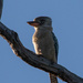 Kookaburra by flyrobin